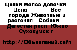 щенки мопса девочки › Цена ­ 25 000 - Все города Животные и растения » Собаки   . Дагестан респ.,Южно-Сухокумск г.